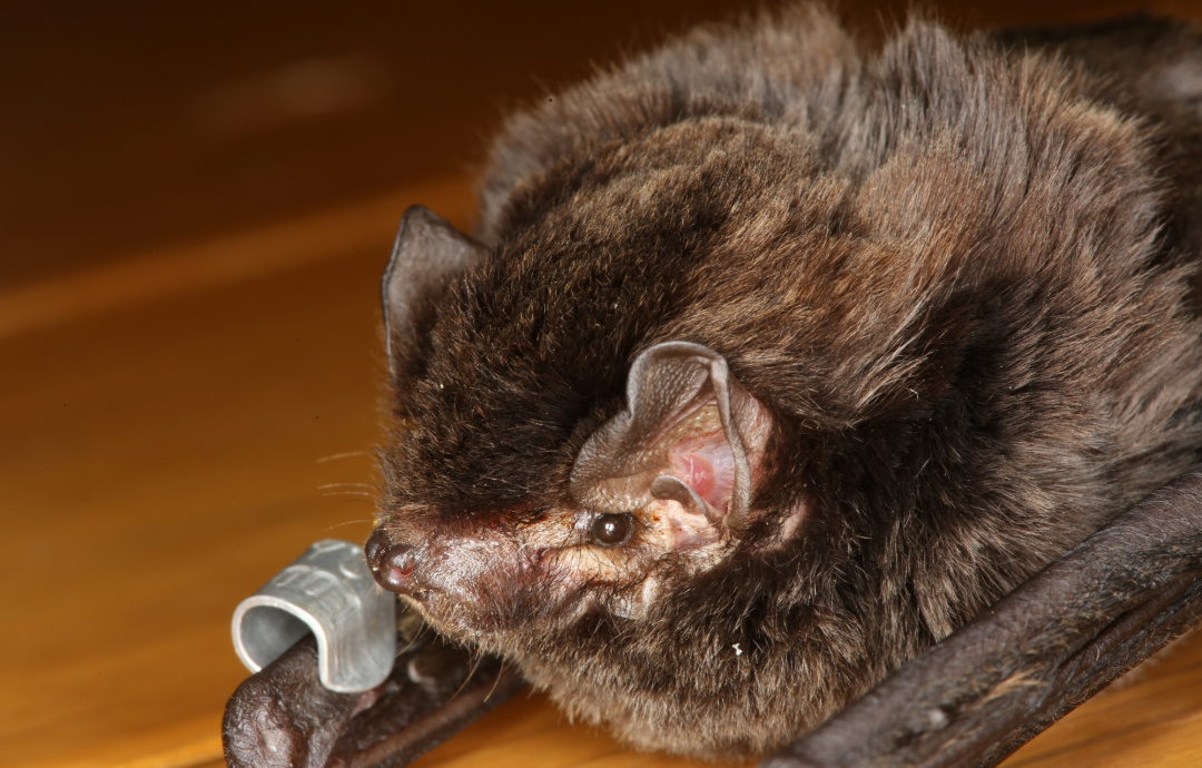 Taiwan's bats | Formosan Golden Bat's Home